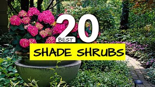 20 Colorful ShadeLoving Shrubs to Transform Your Garden [upl. by Nuawed231]