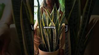 Best houseplants to grow without care zerocare indoor plant 🌱trending shorts motivation facts [upl. by Hux]