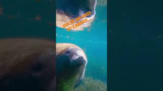 Manatee protection fishing funnyshorts karen mindyourbusiness endangeredspecies [upl. by Limemann]