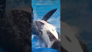 Killer Whale RIPPED Dawn Brancheau DURING LIVE SHOW [upl. by Doykos]