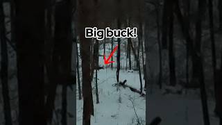 BIG Buck vs 65 Creedmoor [upl. by Latsyrc]