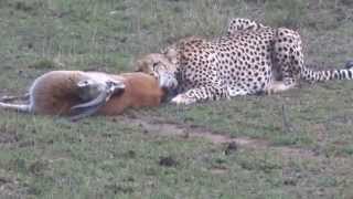 Cheetah hunting a Thompsons Gazelle in Masai Mara Game Reserve Kenya [upl. by Karlotta]