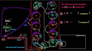 Lipoproteins Part 7 of 7  HDL High Density Lipoprotein [upl. by Atter968]