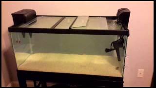 African cichlid mbuna40 gallon tank setup [upl. by Nednarb]