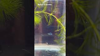 3 months Betta fish babies growth 😍 shorts bettafish breeding [upl. by Meek]