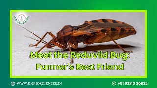 Meet the Reduviid Bug Farmers Best Friend  KN Biosciences [upl. by Delila]