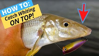 HOWTO Catch Whiting On Surface Lures While Wading [upl. by Eet949]