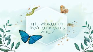 The world of INVERTEBRATES vol II  Vela Productions [upl. by Swainson]