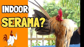 The Ultimate Guide to Indoor Serama Chickens Breeds Training and More [upl. by Sisely]