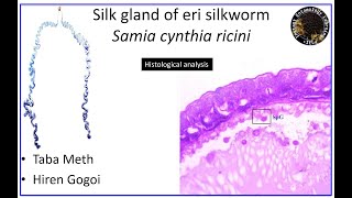 Structure of the Silk Gland of Eri Silkworm Samia cynthia ricini [upl. by Natfa890]