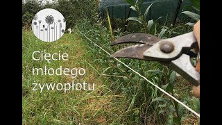 Z Mojego Ogrodu Cięcie żywopłotu Jak ciąć młody żywopłot z ligustru [upl. by Haugen498]