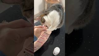 Slow morning PART 1 catmom catmomlife talkingcat catmeow meowing meow [upl. by Rovaert]