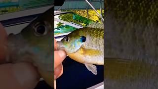 NICE Bluegill Catch From A Lake 🐟🐟🐟 Shorts Fishing [upl. by Llertak]