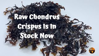 Raw Wildcrafted Irish Sea Moss aka Chondrus Crispus In Stock  SCIPHER LIVING [upl. by Ahsekat946]