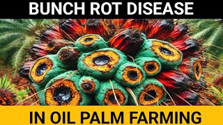 Bunch Rot Disease in Oil Palm Farming  Everything You Need to Know [upl. by Lessig]