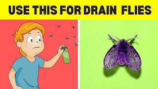 How To Get Rid Of Drain Flies 5 Easy Ways [upl. by Annauj]