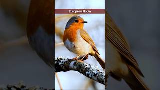 4 Garden Bird Sounds for Beginners  Robin Chaffinch Chiffchaff Great Tit shorts [upl. by Territus]