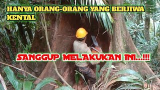 PENEBANGAN KAYU MERANTI BUKIT DI TEMPAT YANG SUSAH [upl. by Philipps]