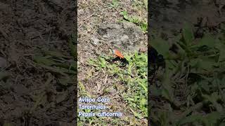 Orangehorned Tarantula Hawk  Pepsis ruficornis Avispa Caza Tarantulas  Puerto Rico [upl. by Xirdnek]