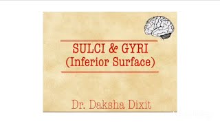 SULCI amp GYRI INFERIOR SURFACE [upl. by Aneelahs]