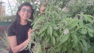 NirgundiIndrani दिव्य औषधि पौधे के बारे में पूरी जानकारी  five leaved chaste plant in big pot [upl. by Aical]