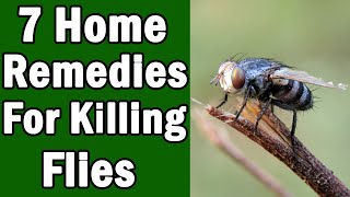 7 Home Remedies For Killing House Flies [upl. by Uriia]