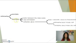 Dissimilatie van koolhydraten eiwitten en vetten HAVO [upl. by Ybok]