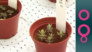 Growing Plants On Mars [upl. by Brine933]