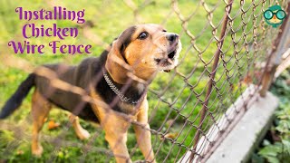 How to Install Chicken Wire Fence for Dogs How to Install Chicken Wire Fence for Garden [upl. by Anayaran]