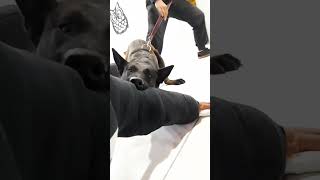 ADIESTRAMIENTO CANINO PASTOR BELGA MALINOIS TRABAJO DE INVASIÓN AL HOGAR [upl. by Rog]