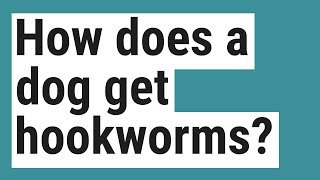 How does a dog get hookworms [upl. by Nac]