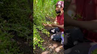 Cardamom cultivation 🌿cardamom spices kerala nature work life job tourism agri [upl. by Orel]