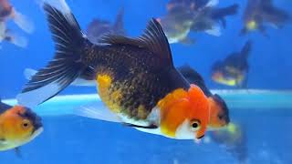 007 GoldFish  Beautiful Goldfish  Part 5  Farming  WinLine Production [upl. by Mariele]