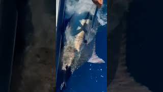 HUGE MARLIN SCORE 🐟 shorts ocean sportfishing marlin score [upl. by Wieche]