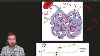 Breathing Explained Regulation Gas Transport and Oxygen and CO2 Exchange [upl. by Siusan]