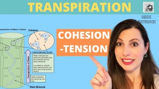 Transpiration and CohesionTension Theory Cohesion and adhesion in the transport of water in plants [upl. by Asiulana938]