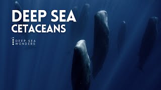 Cetaceans the Giants of the Open Ocean [upl. by Jaquenette]