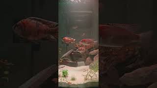 Slowdown cichlid fluval marineland happy [upl. by Sitof645]