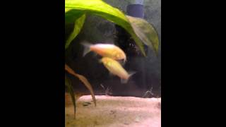 Albino Corydoras carrying and placing eggs in the Aquarium [upl. by Valerio]