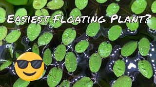 Easy Floating Plant Salvinia [upl. by Aicek]