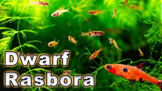 An Amazing Nano Fish Dwarf Rasbora Care and Breeding Boraras maculatus Species Profile [upl. by Ydnal]