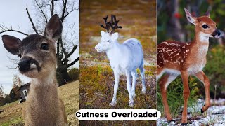 Cute Deer Babies That will Make you Smile☺ Select Lifestyle [upl. by Assirol]