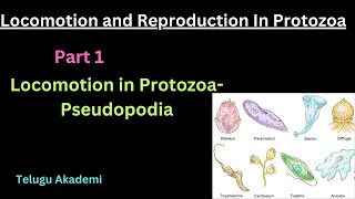 Locomotion and Reproduction in Protozoa Part 1 pseudopodia locomotion reproduction protozoa [upl. by Ayikahs]