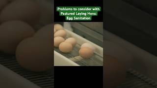 The problem of egg sanitation when raising pastured laying hens pasturedpoultry chicken egg [upl. by Norraj]