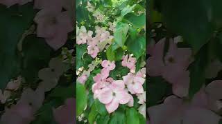 Cornus Florida the flowering dogwood  flower flowers shortsviral viralshort shorts blumen [upl. by Aisatana]