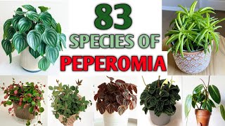 83 Rare Varieties of Peperomia Plant with Names  83 Peperomia Species  Plant and Planting [upl. by Anilas]