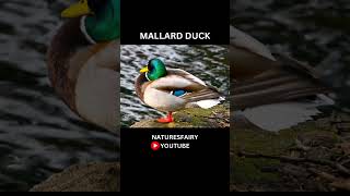 Mallard Duck shorts [upl. by Llewsor]