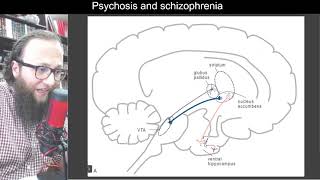 04 14  The NMDA hypofunction hypothesis of schizophrenia  فرضية نقص وظيفة NMDA للفصام [upl. by Bugbee914]