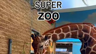 New York Zoo Many rare animals zoo amazing travelling trending animals foryou happy shorts [upl. by Hanid7]