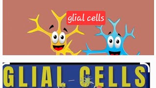 Glial cells Nervous system Nerveamp muscle Physiology MBBS Neet [upl. by Kamat]